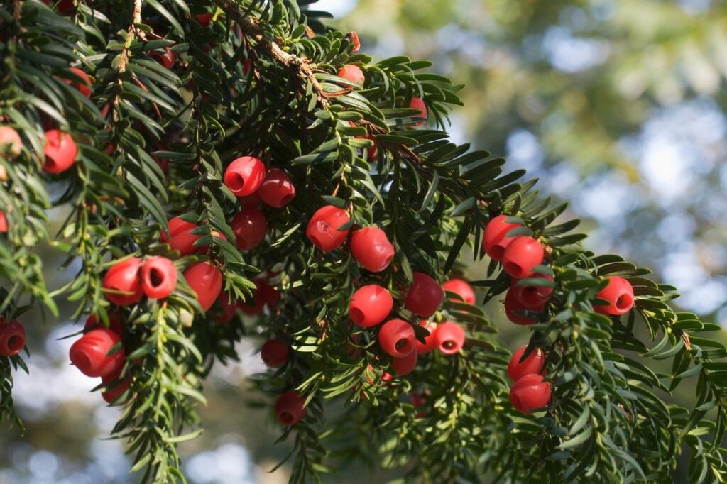 V zozname chránených rastlín nájdete aj tis obyčajný (Taxus baccata) alebo borovicu limbovú (Pinus cembra)