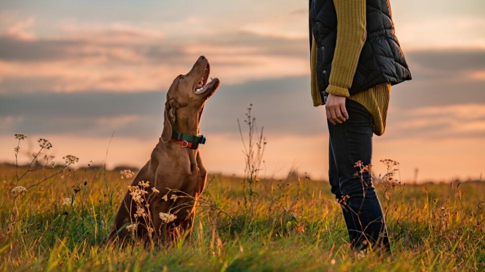 Beautiful,Hungarian,Vizsla,Dog,And,Its,Owner,During,Outdoors,Obedience