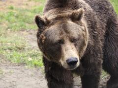 Varovanie pred medveďom: Zviera spozorovali na východe Slovenska aj v Banskej Bystrici