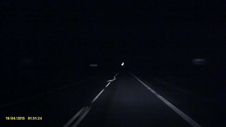 Ostražitosť! Zver sa zjaví pred auto doslova v okamihu