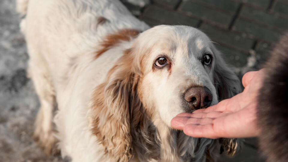 A,Large,White,Dog,With,Brown,Spots,Sniffing,The,Person's