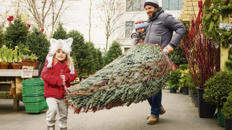 Caucasian father and daughter carrying wrapped Christmas tree