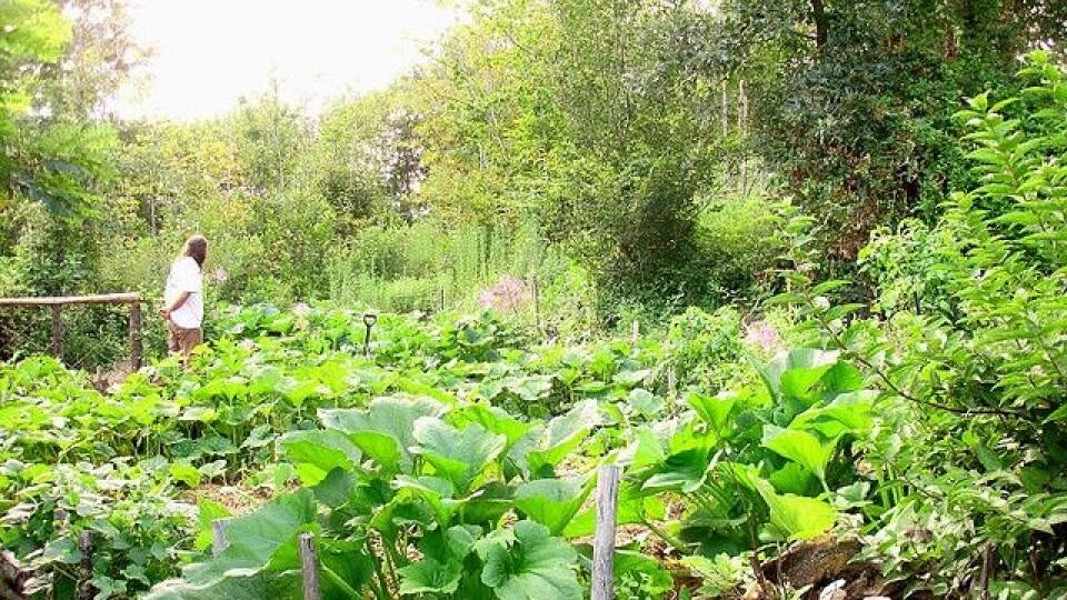 Permakultúrna záhrada pôsobí na prvý pohľad neusporiadane. Nie je to však tak.