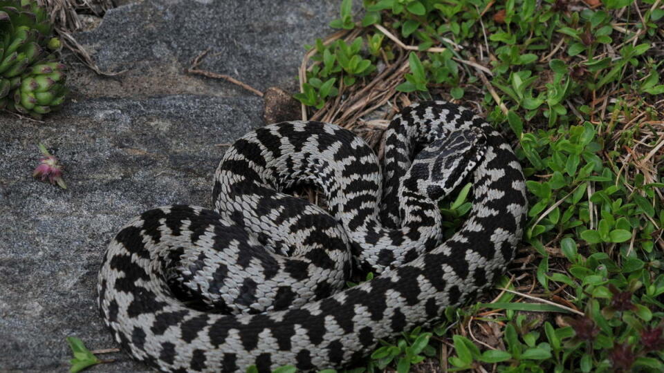 Vretenica severná (Vipera berus) - jediný jedovatý had žijúci na Slovensku, zrejme vo štvrtok uhryzol aj francúzsku turistku.