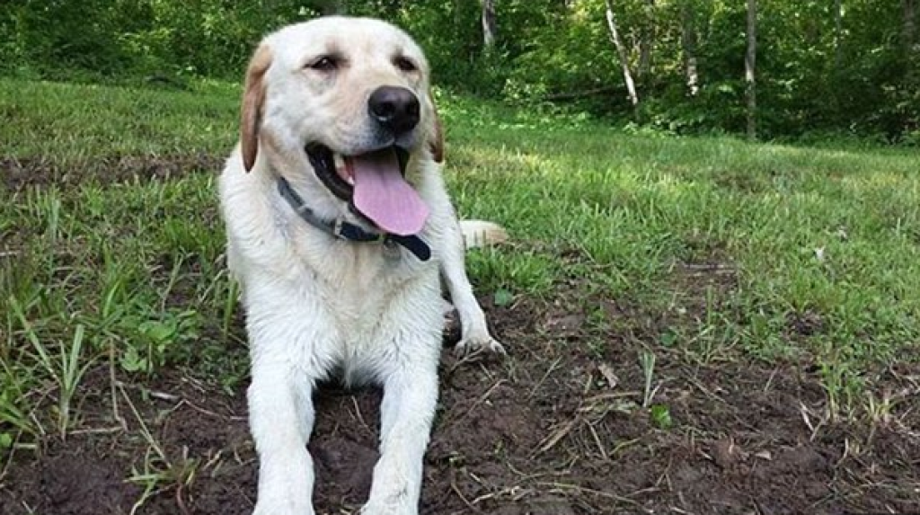 Found dog. Тайлер лабрадор. Карасиный пес. Собака Дью. Карась собака.