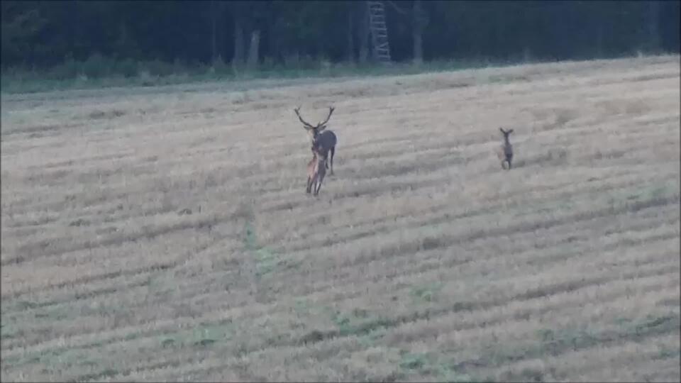 VIDEO Keď je jelenia ruja naozaj aktívna, tu je o tom dôkaz!