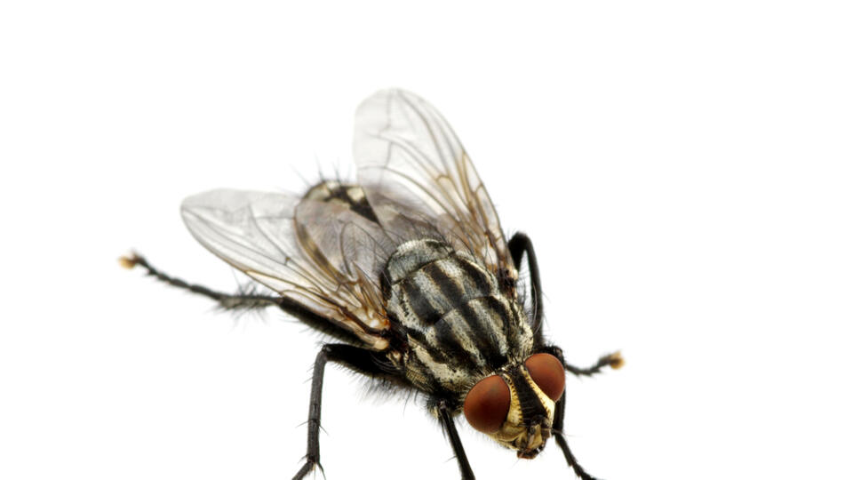 Почему мухи жужжат. Серая Муха. Почему комар пищит а Муха жужжит. Сколько лапок у мухи.