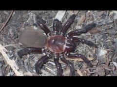 V Austrálii objavili ďalšieho velikána: Tento pavúk používa unikátny druh lovu