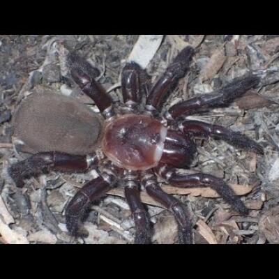 Ďalší gigant z Austrálie: Ak máte strach z pavúkov, nečítajte