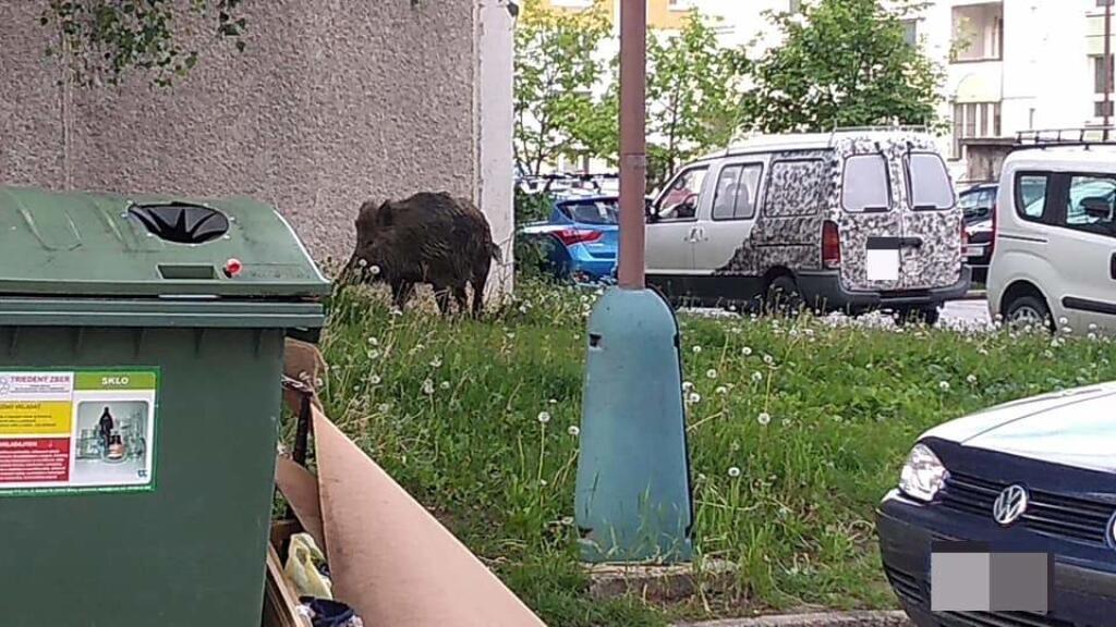 Diviaky sa prechádzajú po sídlisku a rozhadzujú kontajnery.
