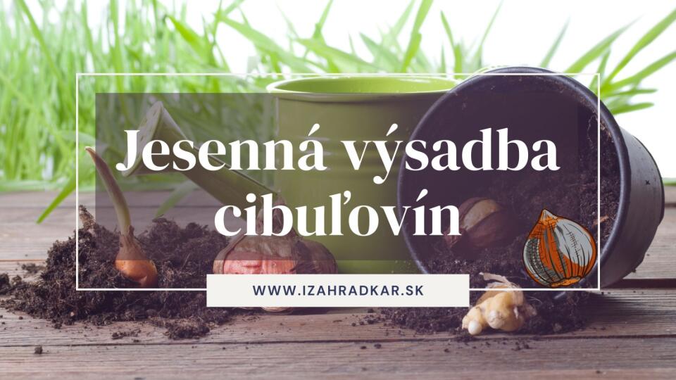 Jesenná výsadba cibuľovín