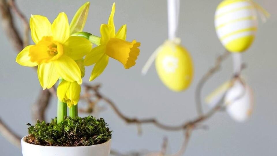 Narcis