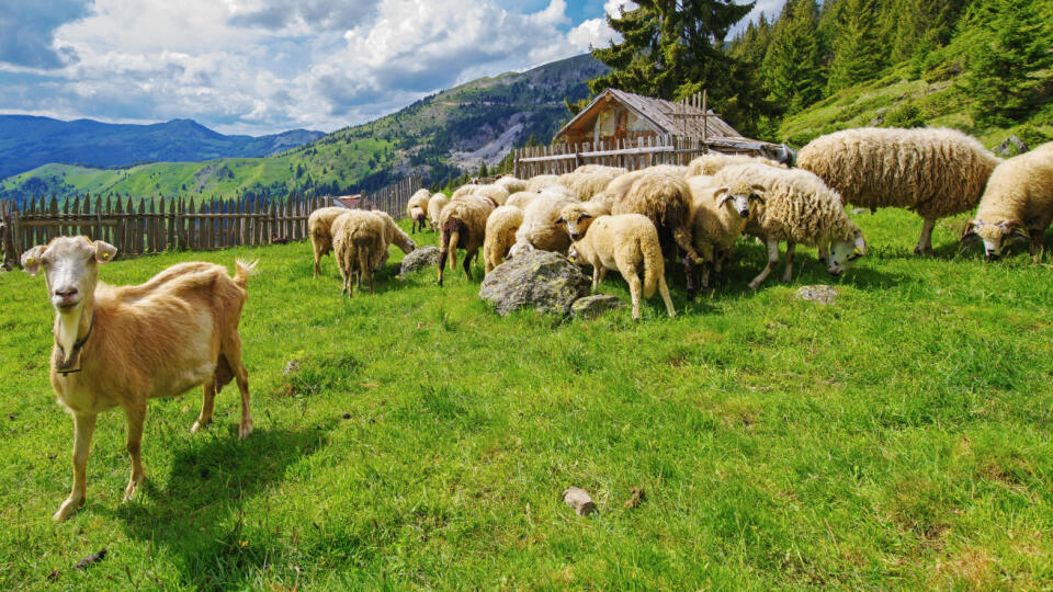 Práca baču dnes na Slovensku neláka, získať spoľahlivú osádku na salaš je tak nesmierne náročná úloha.