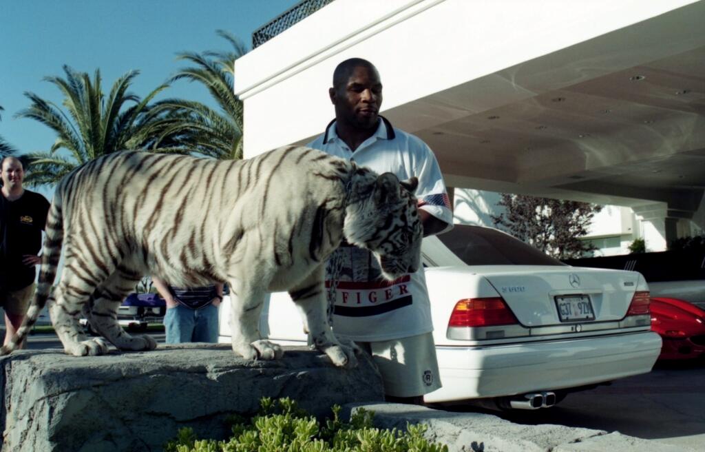 Bývalý boxer Mike Tyson od mala vychovával štyri tigríčatá. Na ich výcvik či jedlo minul státisíce dolárov. Obľúbil si z nich najviac tigricu Keňu, s ktorou sa aj pravidelne fotografoval a zviera na ňom liplo. Dokonca tak, že mňaučalo, keď Tyson nebol doma. Nebál sa vkročiť do jej klietky. Ale keď zmrzačilo zviera jedného jeho zamestnanca, rozhodol sa tigra bengálskeho predať.