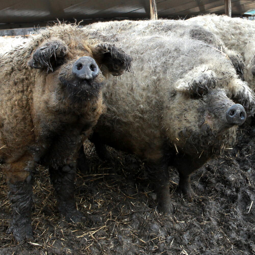 maso
mangalica
svina
chliev
Bognar
klobasa
slanina
masokombinat