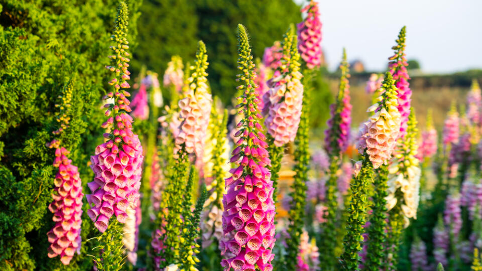 Beautiful,Purple,Digitalis,Or,Foxglove,Flowers,In,Spring,Summer,Garden