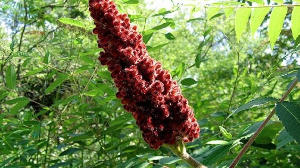 Sumach garbiarsky (Rhus coriaria)