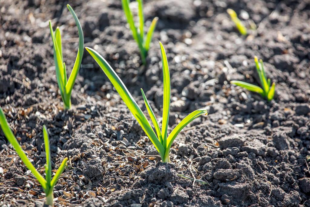Small,Sprouts,Of,Garlic,In,The,Ground.,Vegetable,Garden,In