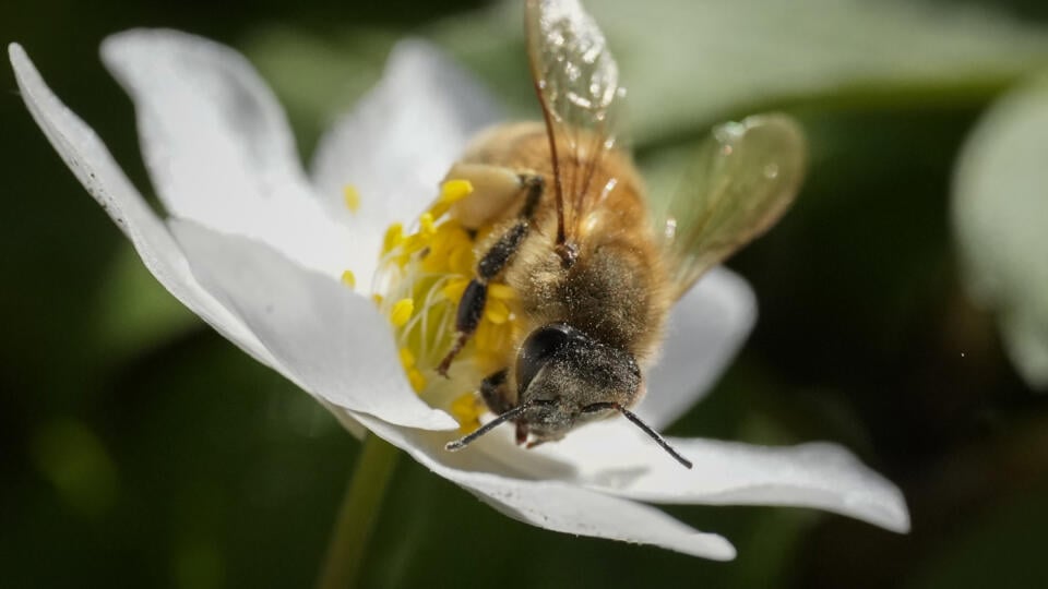 EBE 10 Riiza - Včela zbiera nektár z kvetu v lese neďaleko dediny Riiza v Estónsku vo štvrtok 20. apríla 2023. FOTO TASR/AP

A fly eats the nectar of a flower in a forest near village of Riiza, Estonia, Thursday, April 20, 2023, during a spring sunny day. (AP Photo/Sergei Grits)