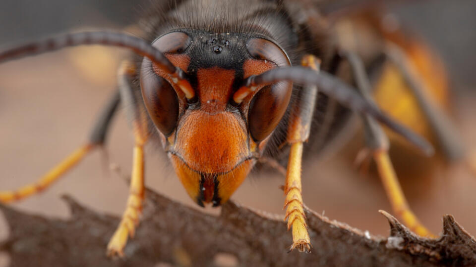 Sršeň ázijský (Vespa velutina nigrithorax)