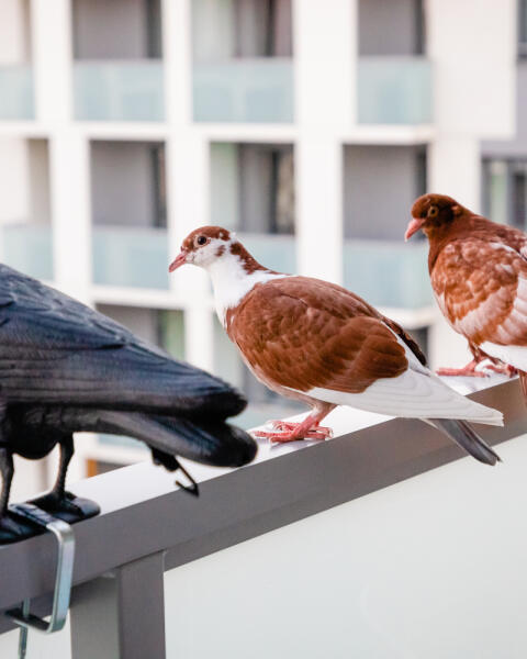 Odplašte holubov z balkóna: Rady, ktoré zaberajú najlepšie