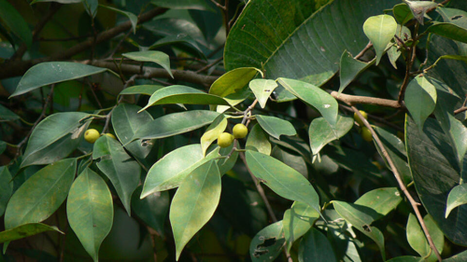 Ficus môže mať rôzne podoby.