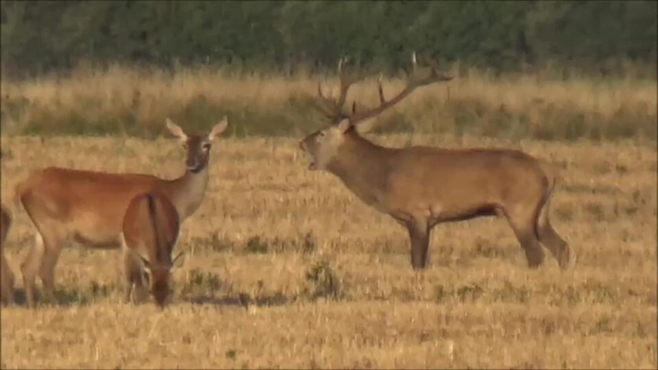 VIDEO Jelenia ruja pod nádhernými končiarmi Tatier, 2019
