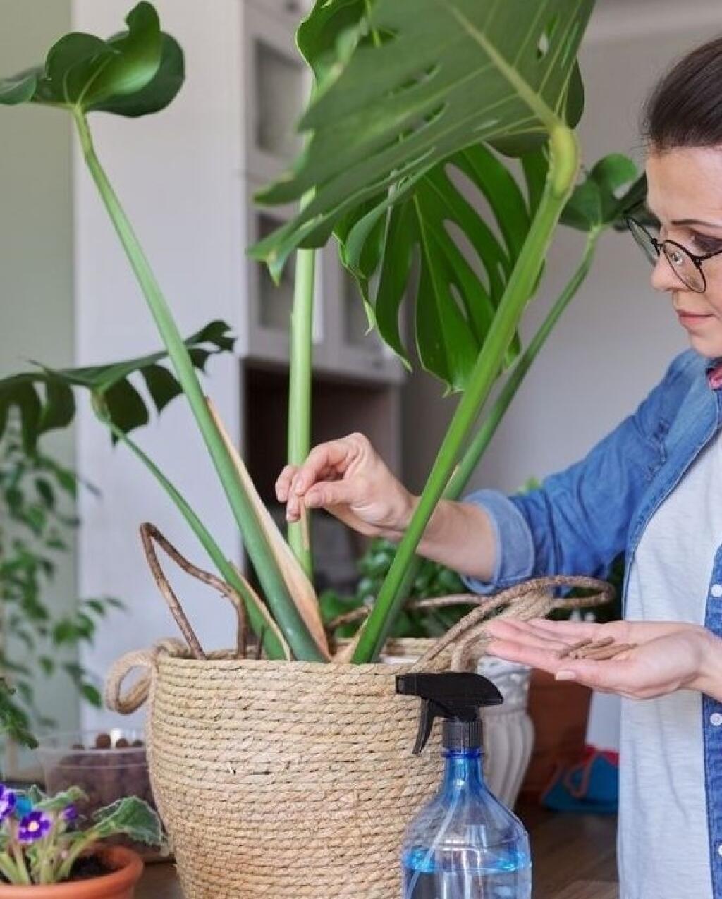 Tyčinky a granulované hnojivo sa aplikuje tak, že sa jednoducho zasunie do zeminy.