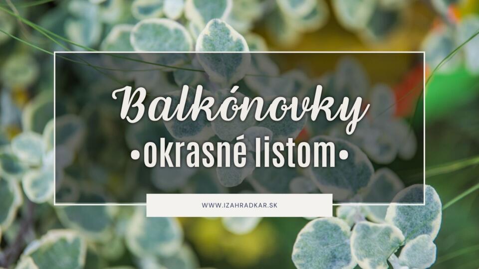 Balkónovky okrasné listom