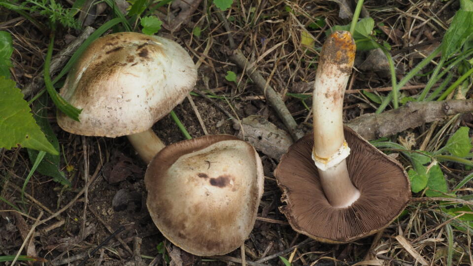 Jedovatá pečiarka Pilátova (Agaricus iodosmus)