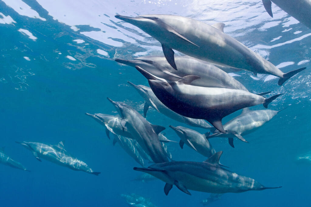 Hawaiian spinner dolphins / Gray's spinner dolphins  (Stenella longirostris longirostris) pod with pair mating, Kona, Hawaii, Big Island, Central Pacific Ocean,Image: 9585768, License: Rights-managed, Restrictions: , Model Release: no, Credit line: Profimedia