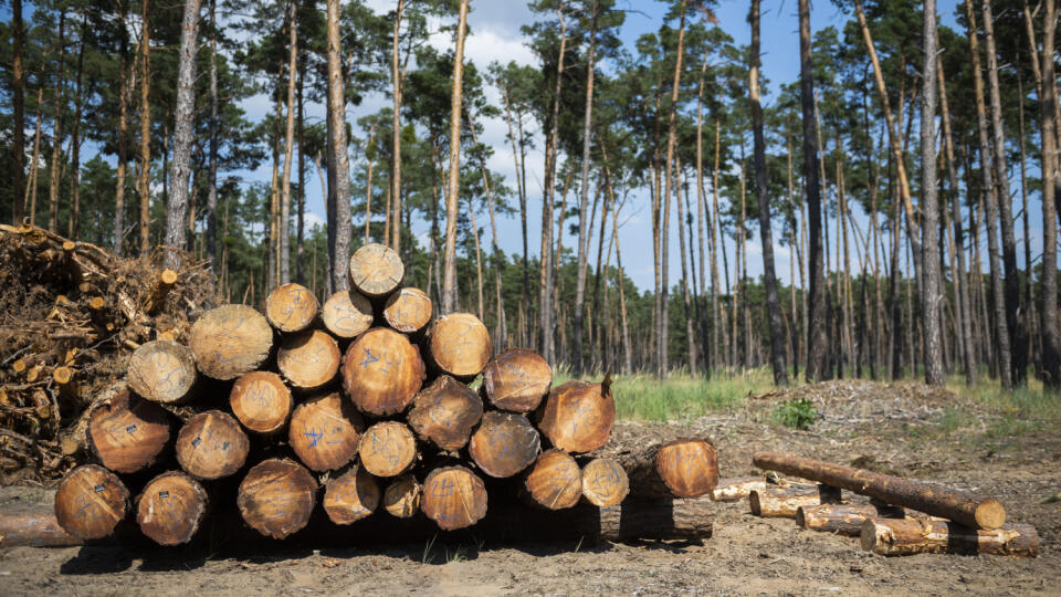 Na snímke drevo s evidenčnými štítkami počas predstavenia systému evidencie dreva vo Vojenskom obvode Záhorie pri Malackách 7. júla 2021. FOTO TASR - Jaroslav Novák