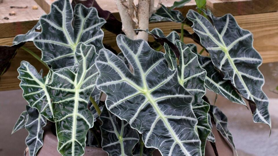 Alocasia x amazonica