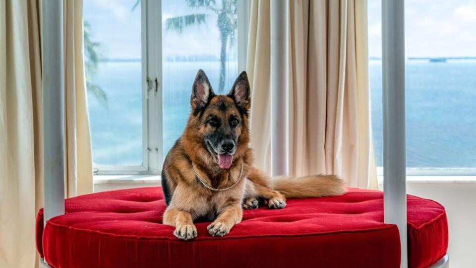 O takom majetku sa môže Slovákom iba snívať! Najbohatší pes na svete – nemecký ovčiak Gunther IV. – predáva Madonnino bývalé sídlo v Miami za neuveriteľných 31 miliónov dolárov.