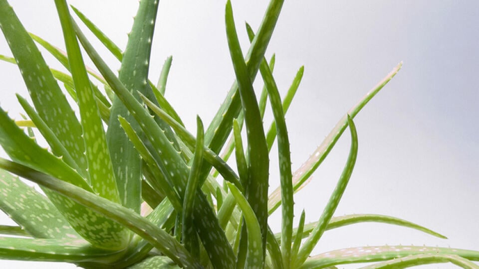 Aloe vera patrí medzi nenáročné izbové rastliny