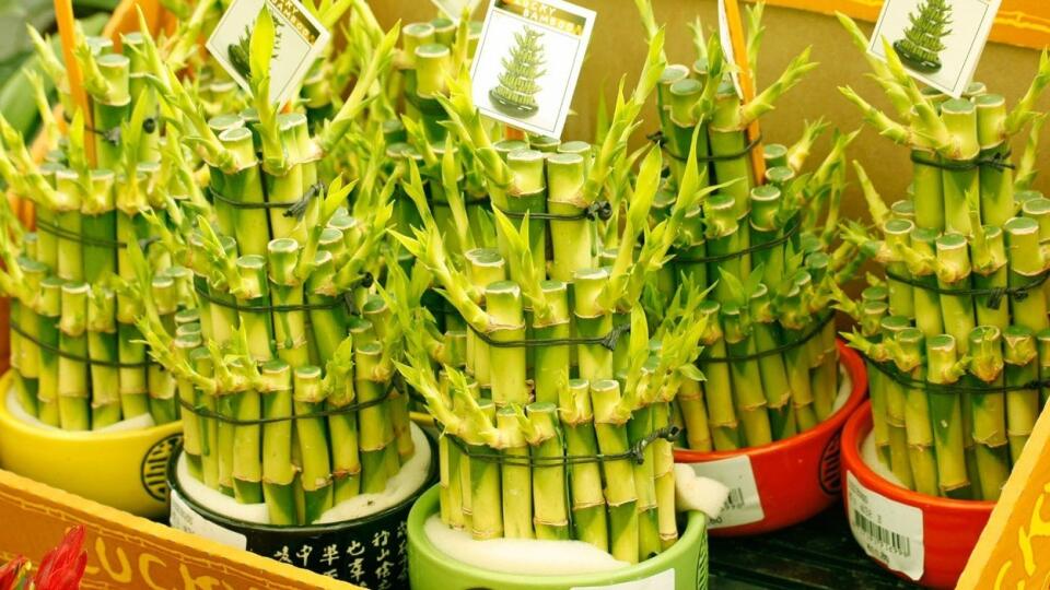 Bambus šťastia - Lucky Bamboo