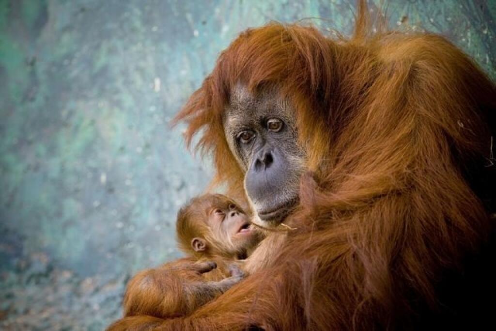 Pg 27 Tel Aviv - Rochale, 41- roËn· samica orangut·na, so svojÌm novonaroden˝m ml·Ôaùom v safari parku Ramat Gan pri Tel Avive. FOTO TASR/AP Rochale, a 41-year old Sumatran Orangutan holds her newborn baby at the Ramat Gan Safari park near Tel Aviv, Israel, Monday, Aug. 9, 2010. (AP Photo/Ariel Schalit)