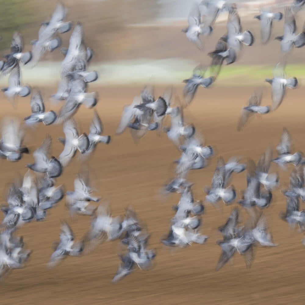 JB 30 Hildesheim - Holuby lietajú v kŕdle nad poľom neďaleko mesta Sorsum, v nemeckom okrese Hildesheim 13. novembra 2020. FOTO TASR/AP
Pigeons flying in flocks over a field near Sorsum in the district of Hildesheim, Germany, Friday, Nov. 13, 2020. (Julian Stratenschulte/dpa via AP)