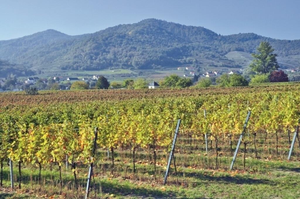 Srdcom údolia Wachau je Dürnstein. Je plné viníc, preto
by bol hriech prísť sem a neochutnať tunajšie víno. K najznámejším
odrodám patrí
Veltlínske zelené.