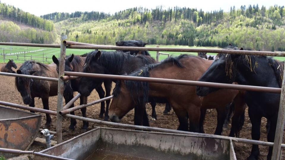 Mladé kone norika muránskeho, chované na Muránskej planine