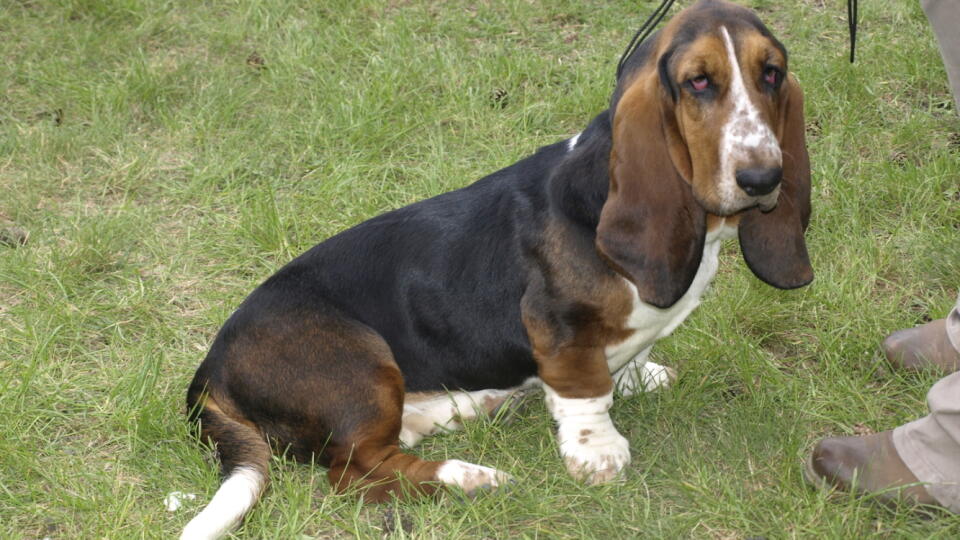 baset hound