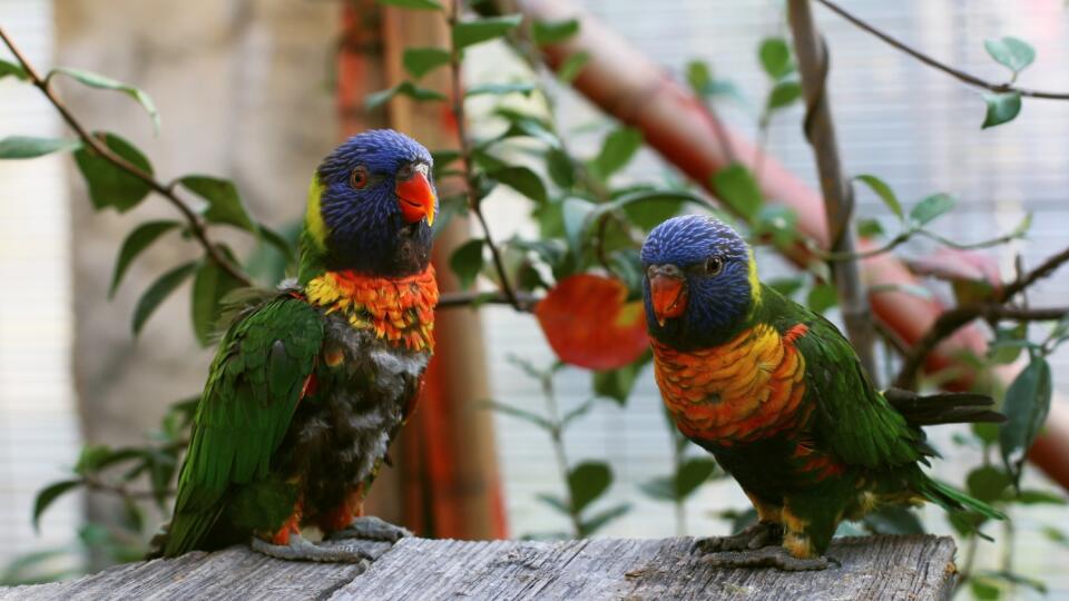 vtak, papagaj, macaw, conure, klietka, chov