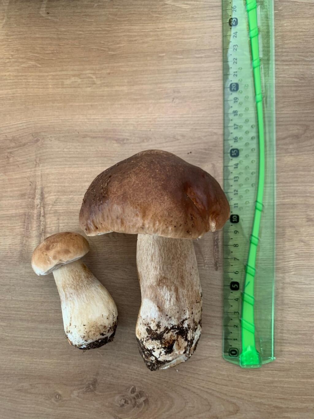 V lesoch na Záhorí môžete nájsť aj 15 cm dlhý hríb dubový.