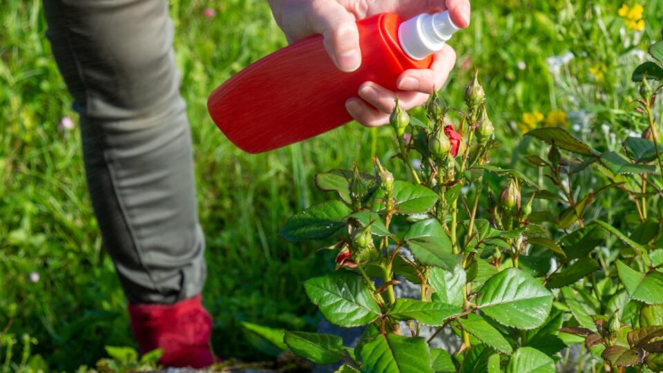 Ruže kontrolujte na prítomnosť vošiek (Sanium, Gondola, Karate Zeon, Neemazal TS), čiernu škvrnitosť listov (Fungimat AL, Magnicur, Multirose) a hrdzu ružovú (Fungimat AL, Magnicur).