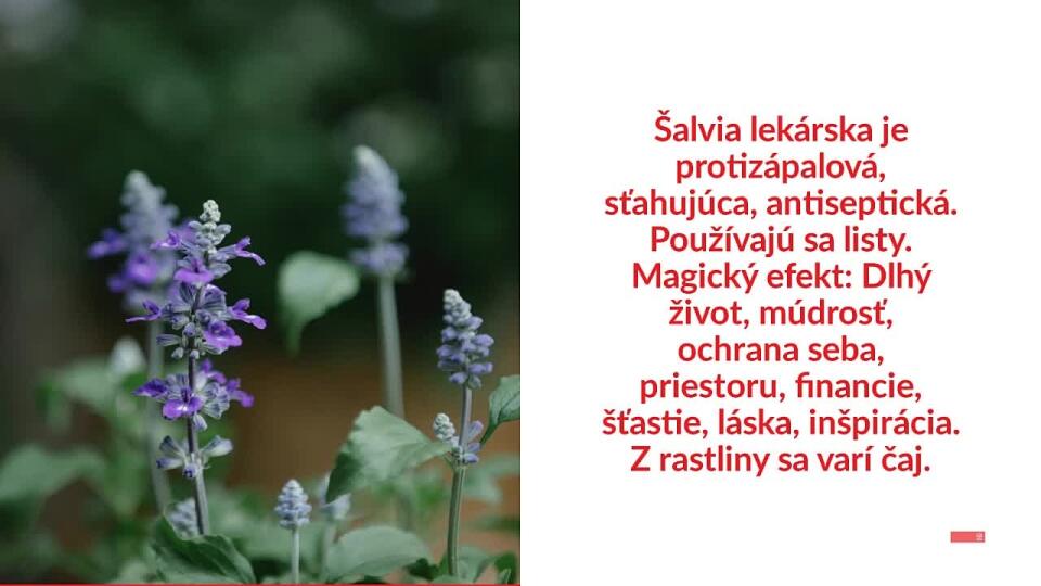 Viete, ktoré bylinky by nemali chýbať vo vašej magickej záhradke? TOTO sú oni…