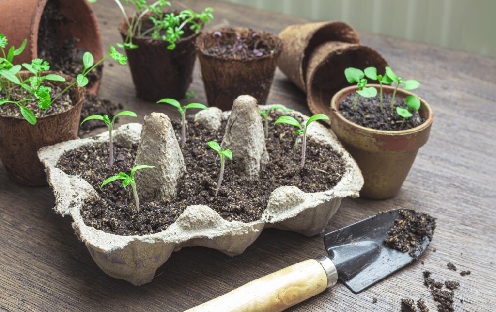 Tomato,,Basil,,Watercress,And,Parsley,Seedlings,In,Reused,Egg,Boxes,