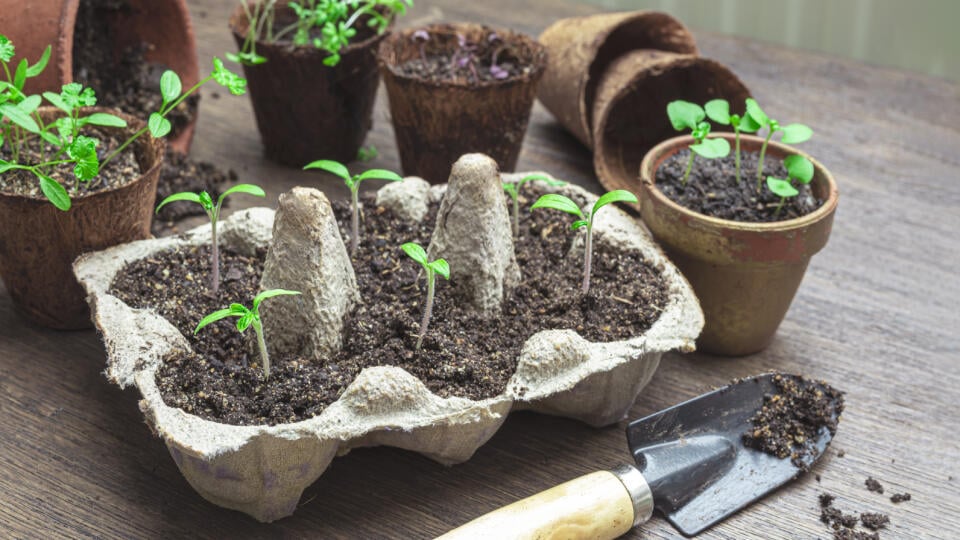 Tomato,,Basil,,Watercress,And,Parsley,Seedlings,In,Reused,Egg,Boxes,