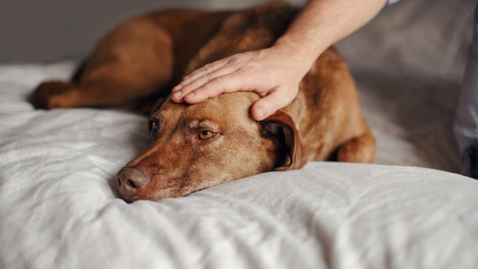 Closeup,Of,Master,Owner,Hand,Palm,Petting,Stroking,A,Dog.