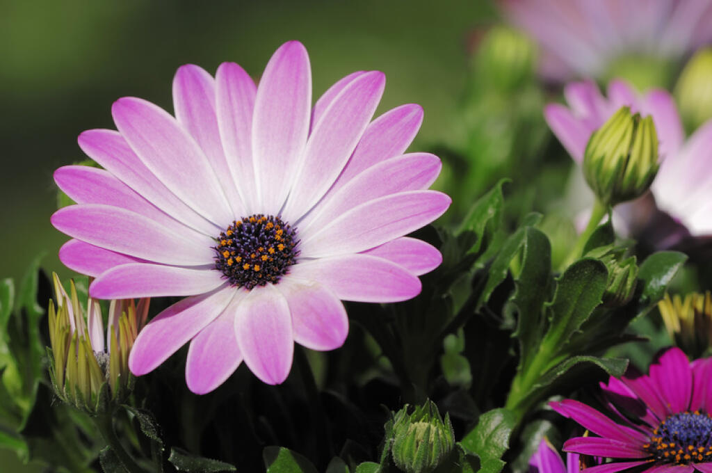 Najlepšie výsledky a najbohatšie kvitnutie dosiahnete na slnečnom mieste. Osteospermum potrebuje dostatočne výživnú pôdu.