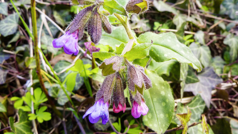 Pľúcnik lekársky (Pulmonaria officinalis)